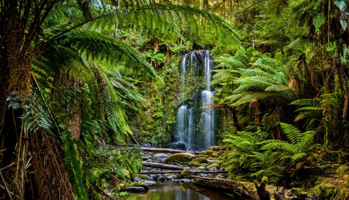 Australia rainforests amazing travel