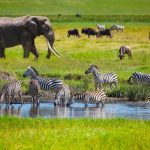 Safari travel destinations for wildlife encounters